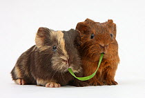Two baby guinea pigs sharing a piece of grass.