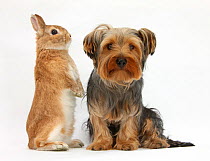 Yorkshire Terrier, with Netherland-cross rabbit.