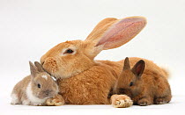 Flemish Giant Rabbit and baby Netherland dwarf-cross rabbits.