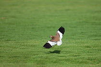 White tailed plover {Vanellus leucurus}, landing and calling, United Arab Emirates