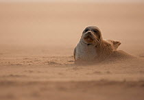 Common Seal (Phoca vitulina) pup resting on sandbank during sandstorm, Donna Nook, Lincolnshire, England, UK, October