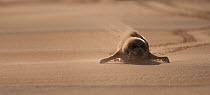 Common Seal (Phoca vitulina) pup moving over sand during sandstorm, Donna Nook, Lincolnshire, England, UK, October