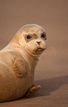 Common Seal (Phoca vitulina) pup, portrait on sand, Donna Nook, Lincolnshire, England, UK, October