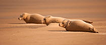 Common Seal (Phoca vitulina) three pups resting on sandbank during sandstorm, Donna Nook, Lincolnshire, England, UK, October