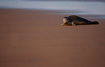 Common Seal (Phoca vitulina) resting on beach, Donna Nook, Lincolnshire, England, UK, October