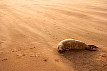 Grey Seal (Halichoerus grypus) pup resting on beach, Donna Nook, Lincolnshire, England, UK, November. Did you know? The grey seal is Britains largest carnivorous animal.