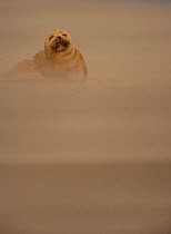 Common Seal (Phoca vitulina) pup resting on sandbank during sandstorm, Donna Nook, Lincolnshire, England, UK, October