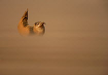 Common Seal (Phoca vitulina) pup resting on sandbank during sandstorm with tail flippers raised in the air, Donna Nook, Lincolnshire, England, UK, October