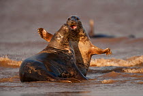 Grey seals (Halichoerus grypus) two adults fighting in the surf, Donna Nook, Lincolnshire, England, UK, October. Photographer quote: ^Sex and violence  grey seals are good at both! These two adolesce...