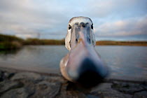 RF- Mute swan (Cygnus olor) close up peering at camera, juvenile. Fife, Scotland, UK, November. (This image may be licensed either as rights managed or royalty free.)