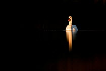 Mute swan (Cygnus olor) in late evening light, Fife, Scotland, UK, November. Photographer quote: 'The last rays of winter sunshine caught this mute swan as it emerged from a reedbed. The light was as...