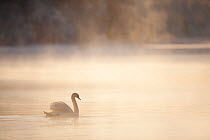 RF- Mute swan (Cygnus olor) on water in winter dawn mist. Loch Insh, Cairngorms National Park, Highlands, Scotland UK, December. (This image may be licensed either as rights managed or royalty free.)