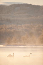 Mute swan (Cygnus olor) pair on water in winter dawn mist, Loch Insh, Cairngorms NP, Highlands, Scotland UK, December