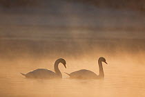 Mute swan (Cygnus olor) pair on water in winter dawn mist, Loch Insh, Cairngorms NP, Highlands, Scotland UK, December. 2020VISION Book Plate.