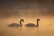 Mute swan (Cygnus olor) pair on water in winter dawn mist, Loch Insh, Cairngorms NP, Highlands, Scotland UK, December