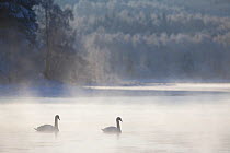 RF- Mute swan (Cygnus olor) pair on water in winter dawn mist. Loch Insh, Cairngorms National Park, Highlands, Scotland UK, December. (This image may be licensed either as rights managed or royalty fr...