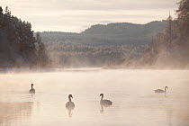 Mute swan (Cygnus olor) four on water in winter dawn mist, Loch Insh, Cairngorms NP, Highlands, Scotland UK, December. 2020VISION Exhibition. 2020VISION Book Plate.
