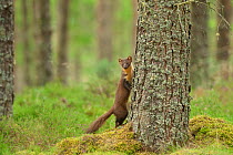 Pine marten (Martes martes) adult female beside tree in caledonian forest, The Black Isle, Highlands, Scotland, UK. July.