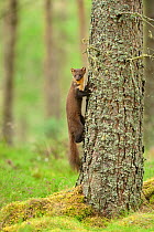 Pine marten (Martes martes) adult female climbing tree in caledonian forest, The Black Isle, Highlands, Scotland, UK. July.