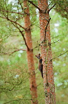 Pine marten (Martes martes) 4-5 month kit taking refuge in tree in caledonian forest after alarm call from adult female, The Black Isle, Highlands, Scotland, UK, July