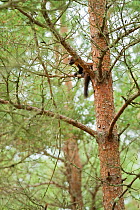 Pine marten (Martes martes) 4-5 month kit taking refuge in tree in caledonian forest after alarm call from adult female, The Black Isle, Highlands, Scotland, UK, July