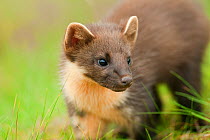 Pine marten (Martes martes) 4-5 month kit in caledonian forest, The Black Isle, Highlands, Scotland, UK, July. Did you know? Despite their small size Pine martens defend territories up to 25 km2.