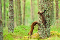 Pine marten (Martes martes) two  4-5 month kits playing on tree in caledonian forest, The Black Isle, Highlands, Scotland, UK, July