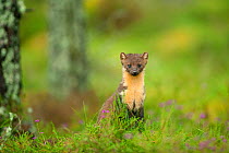 Pine Marten (Martes martes) adult female in caledonian forest, The Black Isle, Highlands, Scotland, UK, July. Did you know? In Scotland, pine martens moderate the population of the invasive grey squir...