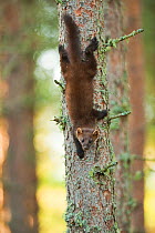 Pine marten (Martes martes) 4-5 month kit climbing down tree in caledonian forest, The Black Isle, Highlands, Scotland, UK, July