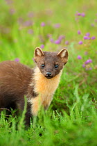 Pine marten (Martes martes) 4-5 month kit portrait in caledonian forest, The Black Isle, Highlands, Scotland, UK, July (This image may be licensed either as rights managed or royalty free.)