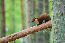 Pine marten (Martes martes) 4-5 month kit in tree in caledonian forest, The Black Isle, Highlands,  Scotland, UK, July