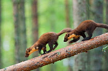 Pine marten (Martes martes) two 4-5 month kits running along branch of tree in caledonian forest, The Black Isle, Highlands, Scotland, UK, July. Photographer quote: 'Watching a family of young pine ma...