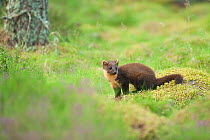 Pine marten (Martes martes) 4-5 month kit in caledonian forest, The Black Isle, Highlands, Scotland, UK, July