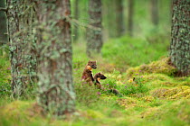 Pine marten (Martes martes) adult female with 4-5 month kit in caledonian forest, The Black Isle, Highlands, Scotland, UK, July