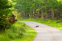 Pine marten (Martes martes) adult female carrying prey, crossing road in caledonian forest, The Black Isle, Highlands, Scotland, UK, July 2010