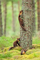 Pine marten (Martes martes) adult female with two 4-5 month kits in caledonian forest, The Black Isle, Highlands, Scotland, UK, July