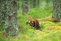 Pine marten (Martes martes) adult female with 4-5 month kit play / mating behaviour in caledonian forest, The Black Isle, Highlands, Scotland, UK, July