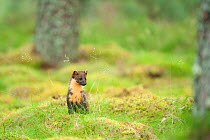 Pine marten (Martes martes) 4-5 month kit in caledonian forest, The Black Isle, Highlands, Scotland, UK, July
