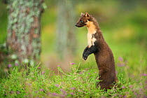 Pine marten (Martes martes) adult female portrait, standing, in caledonian forest, The Black Isle, Highlands, Scotland, UK, July. Photographer quote: ^Sitting alone in my hide for hours on end, you be...
