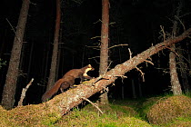 Pine marten (Martes martes) adult male walking along fallen tree trunk at night in caledonian forest, The Black Isle, Highlands, Scotland, UK, July, photographed by camera trap. (This image may be lic...
