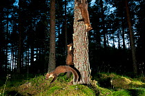 Pine marten (Martes martes) adult female and two 4-5 month kits playing in caledonian forest, dawn, The Black Isle, Highlands, Scotland, UK, July, photographed by camera trap.