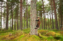 Pine marten (Martes martes) 4-5 month kit climbing tree in caledonian forest, The Black Isle, Highlands, Scotland, UK, July, photographed by camera trap.