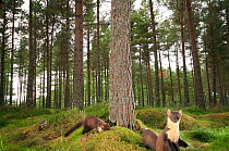 Pine marten (Martes martes) adult female and two 4-5 month kits in caledonian forest, The Black Isle, Highlands, Scotland, UK, July, photographed by camera trap.