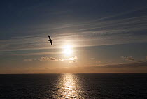 Silhouette of Fulmar (Fulmaris glacialis) in flight against evening sky with sun reflected on sea surface, Eshaness, Shetland, Scotland, UK, June
