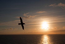 RF- Silhouette of Fulmar (Fulmaris glacialis) in flight against evening sky with sun reflected on sea surface. Eshaness, Shetland, Scotland, UK, June. (This image may be licensed either as rights mana...