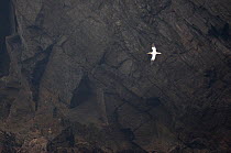 Gannet in flight (Morus bassanus) against cliff face, Hermaness NNR, Unst, Shetland, Scotland, June