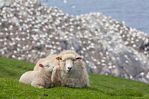 Domestic Sheep (Ovis aries) ewe and lamb resting on headland with Gannet colony in background, Hermaness NNR, Unst, Shetland, Scotland, June 2010