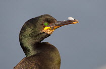 Shag (Phalacrocorax aristotelis) adult in breeding plumage, Shetland islands, Scotland, UK, June