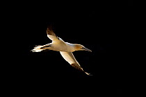 RF- Gannet in flight (Morus bassanus) against cliff face,  Shetland, Scotland, UK, June. (This image may be licensed either as rights managed or royalty free.)