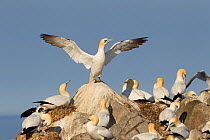 Gannets (Morus bassanus) stretching wings at colony, Bass Rock, Firth of Forth, Scotland, UK, June
